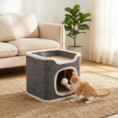 arbre a chat un petit chat roux blanc