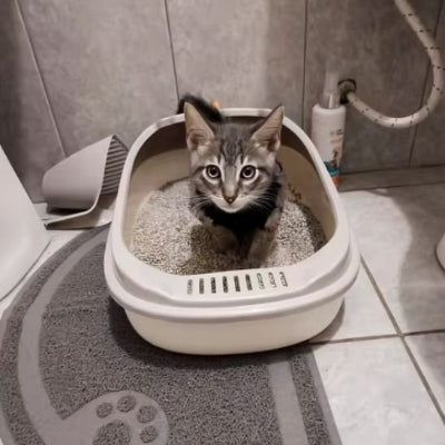 Bac à litière chat blanc avec chat gris