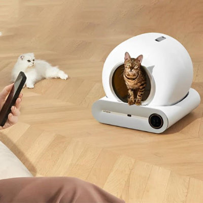 bac à litière chat avec chat à l'intérieur