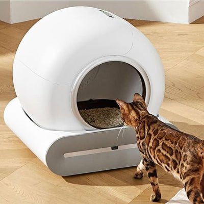 bac à litière chat entrant