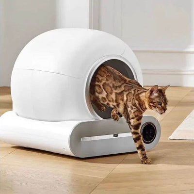 bac à litière chat sortant