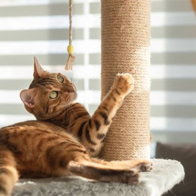 Corde arbre a chat 20 M 6mm