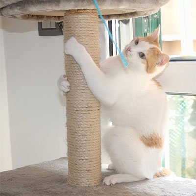 Corde pour arbre à chat roux et blanc