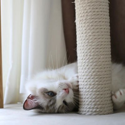 Corde pour arbre à chat