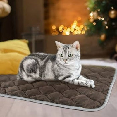 coussin chat plat avec chat gris zébrer