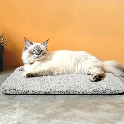 coussin pour chat chauffant douillet