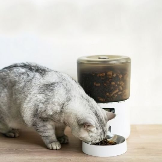 distributeur automatique croquettes chat avec chat gris