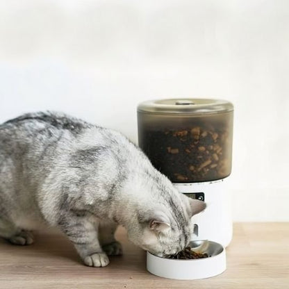 distributeur automatique croquettes chat avec chat gris
