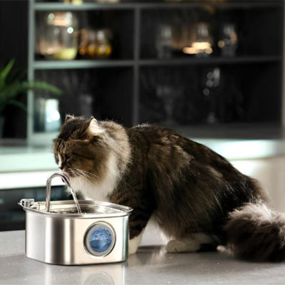 fontaine a eau chat a poile long