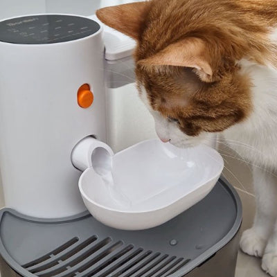 Fontaine a eau chat avec chat roux et blanc