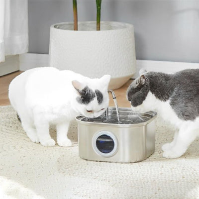 fontaine a eau chat avec deux chat