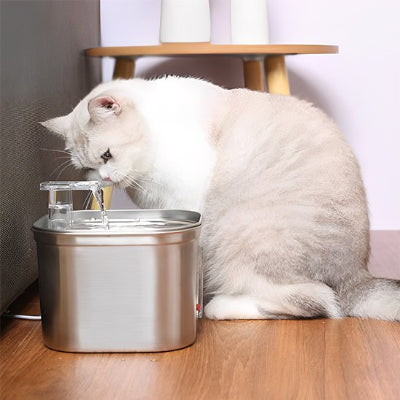 Fontaine a eau chat beige qui observe l'eau
