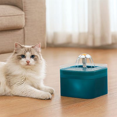 Fontaine a eau Chat fleur blanche