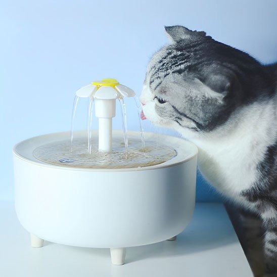Fontaine a eau chat gris buvant