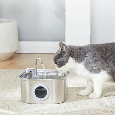 fontaine a eau chat gris et blanc qui boit