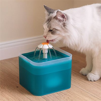 Fontaine a eau Chat gris et blanc qui boit