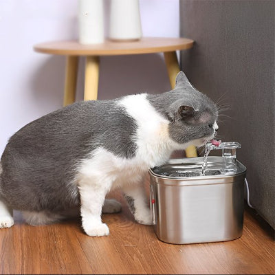Fontaine a eau chat gris pale