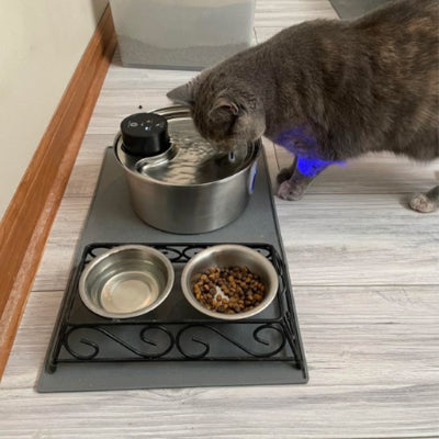 Fontaine a eau chat gris qui boit