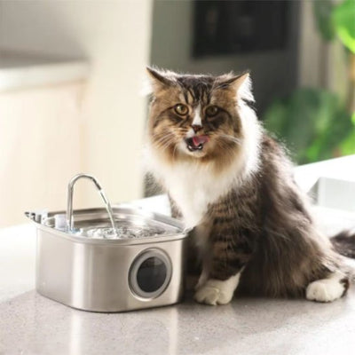 fontaine a eau chat heureux