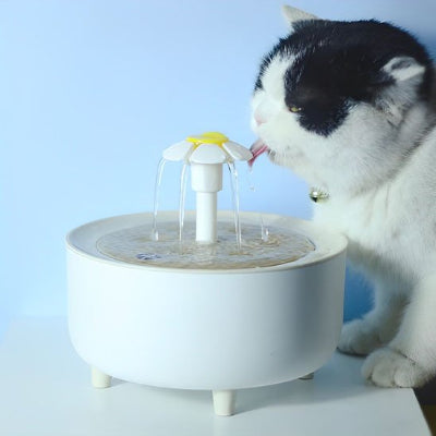 Fontaine a eau chat noir et blanc qui boit