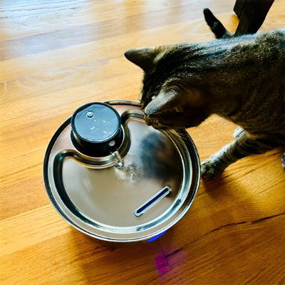 Fontaine a eau chat qui boit