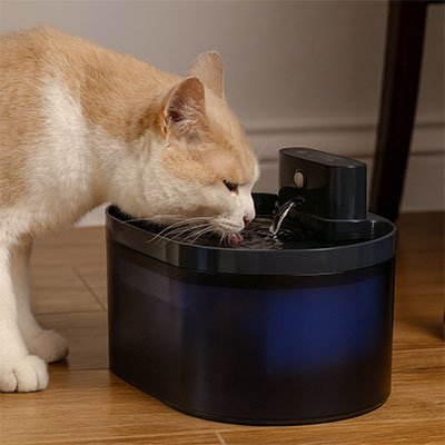 Fontaine a eau Chat roux blanc