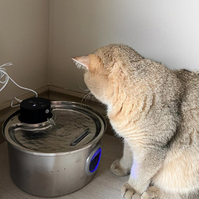Fontaine a eau chat roux qui regarde l'eau
