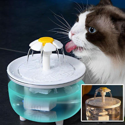 Fontaine a eau chat siamois poile long