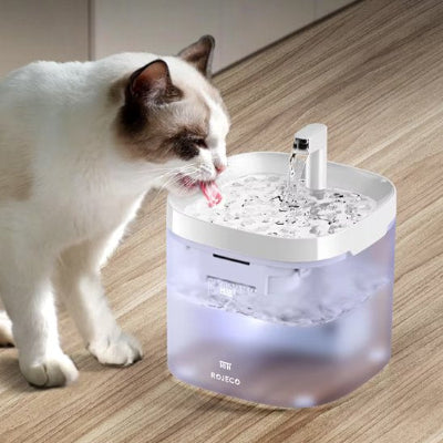 Fontaine a eau chat siamois qui boit qui boit de l'eau