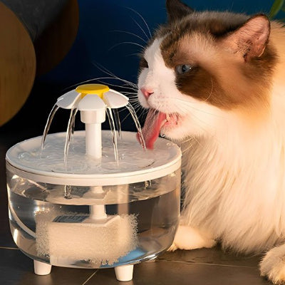 Fontaine a eau chat transparente avec chat siamois