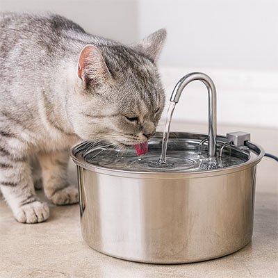 Fontaine a eau pour chat acier inoxydable chat gris qui boit