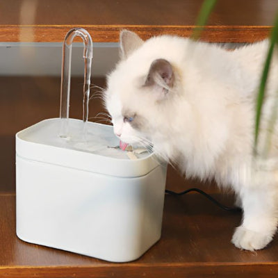 fontaine eau chat blanche chat blanc