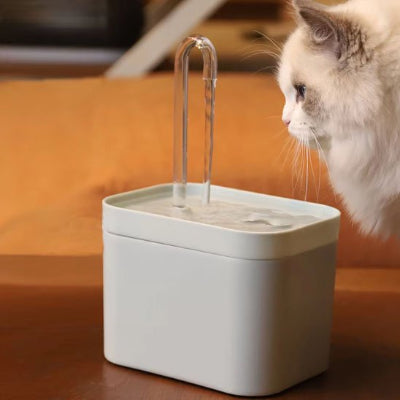 Fontaine eau chat blanche