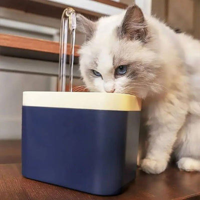 fontaine eau chat siamois poile long