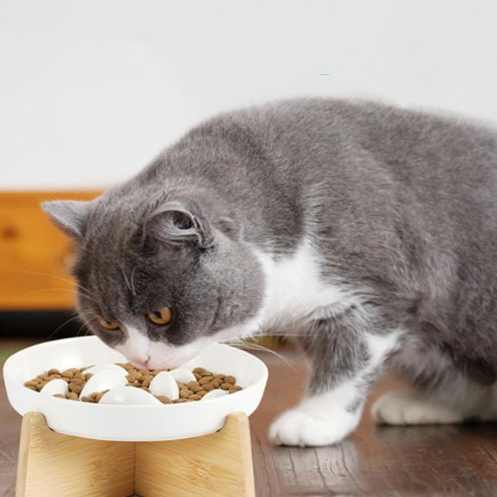 gamelle anti glouton chat blanc
