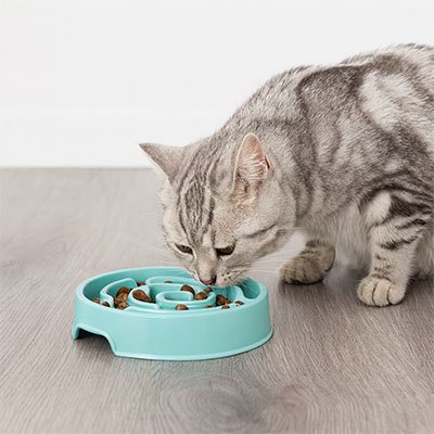 Gamelle anti glouton chat bleu