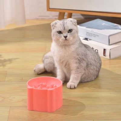 Gamelle anti glouton chat plat vide et chat qui attend