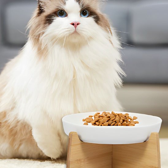 gamelle anti glouton chat siamois
