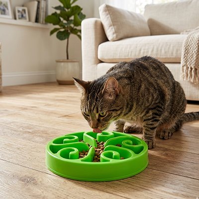 Gamelle anti glouton Chat verte et chat qui mange