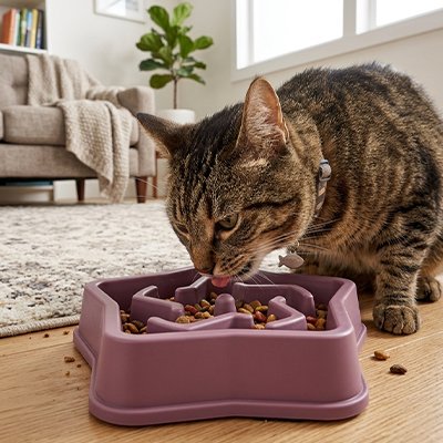 Gamelle anti glouton Chat violet
