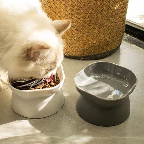 Gamelle chat avec chat beige