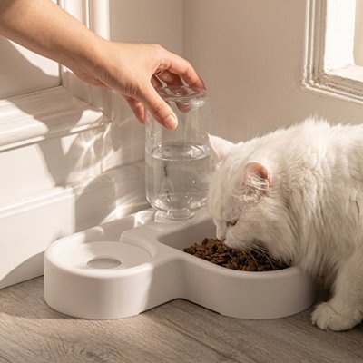 Gamelle Chat avec chat blanc