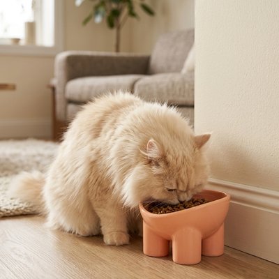 Gamelle Chat et chat beige 