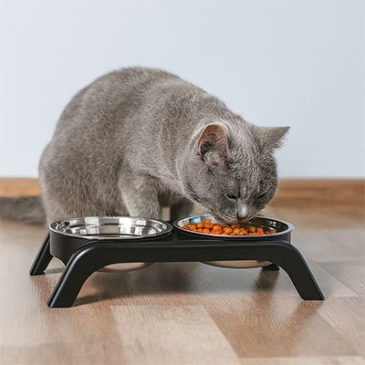 Gamelle chat surélevée grise  et un chats gris