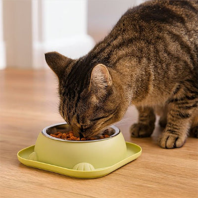 Gamelle chat verte chat qui mange