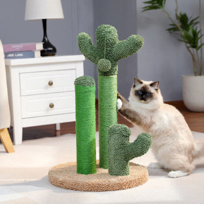 griffoir chat cactus chat siamois fait ses griffe