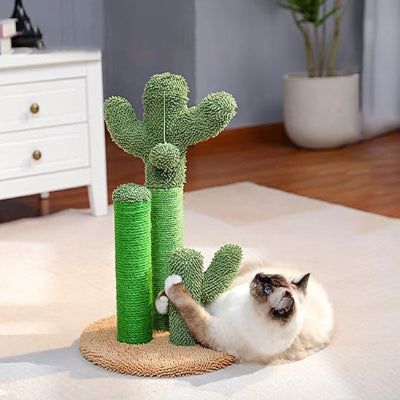 griffoir chat cactus chat siamois