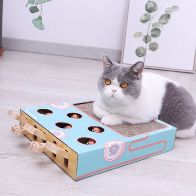 griffoir chat jeux chat gris blanc