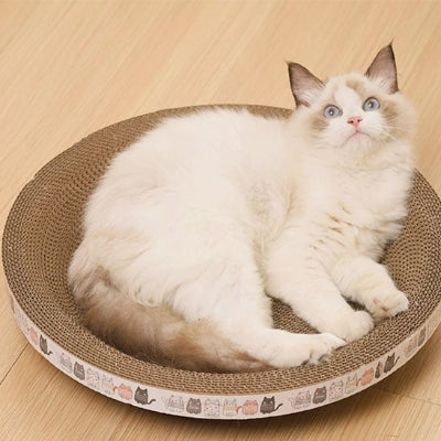 griffoir chat rond chat coucher