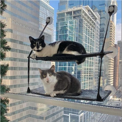 hamac chat fenetre double deux chat gris